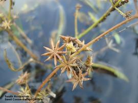   Infructescences:   Damasonium minus ; Photo by South Australian Seed Conservation Centre, used with permission 
